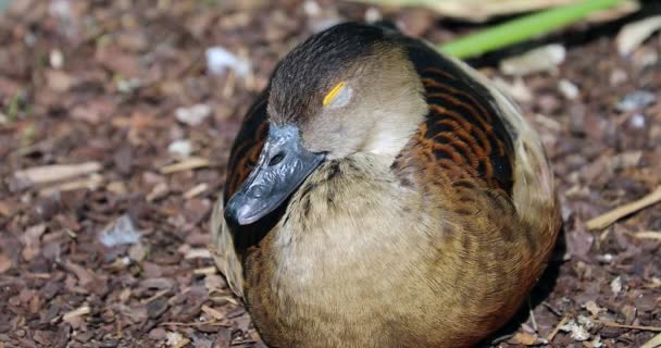 Pato Silbante Menor Dendrocygna Javanica También Conocido Como Pato Silbante — Vídeos de Stock