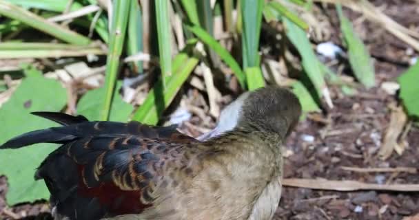 Weniger Pfeifende Ente Dendrocygna Javanica Beim Säubern Seiner Federn Auch — Stockvideo