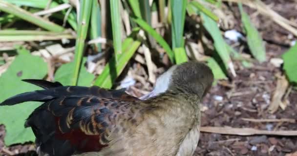 Pato Silbante Menor Dendrocygna Javanica Limpiando Sus Plumas También Conocido — Vídeo de stock