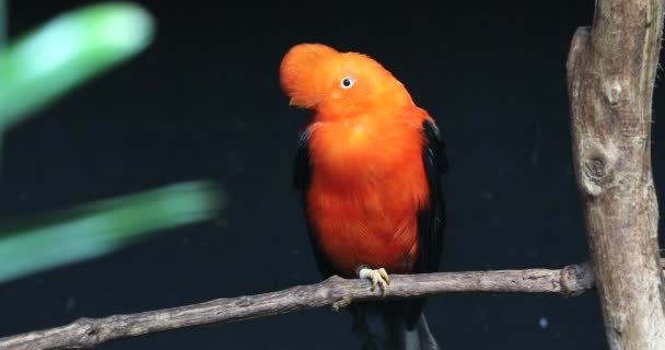 Male Andean Cock Rock Rupicola Peruvianus Perched Tree Branch Also — Stock Video