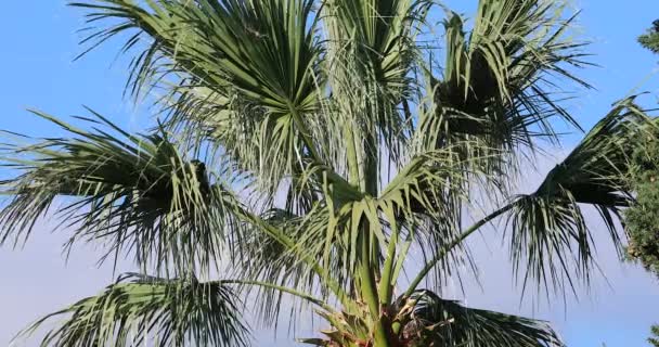 有分枝的棕榈树迎着蓝天 蓝绿色和蓝色在风中摇曳 Dci 4K解像度 — 图库视频影像