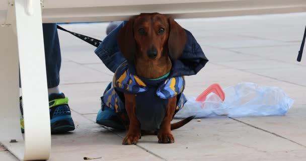 Menton Francia Enero 2020 Funny Cute Dachshund Dog Winter Jacket — Vídeos de Stock