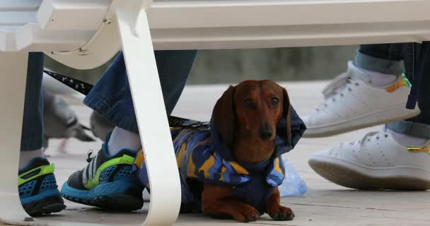 Menton Francia Enero 2020 Funny Dachshund Dog Winter Jacket Bench — Vídeos de Stock