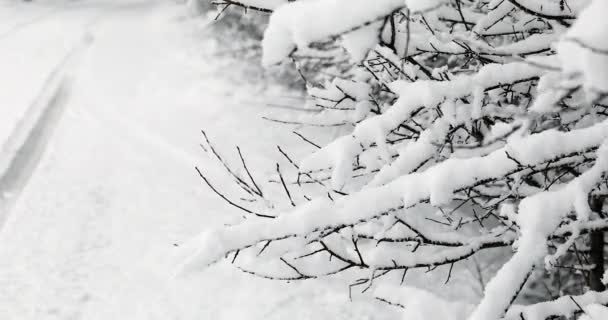 Φρέσκα Κλαδιά Χιονισμένου Δέντρου Close View Ανάλυση Dci — Αρχείο Βίντεο