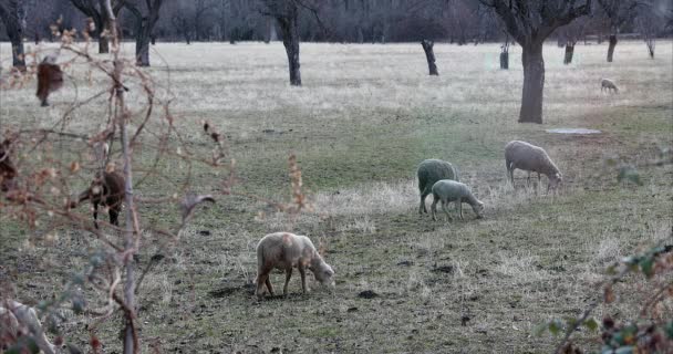 Moutons et agneaux mangent de l'herbe dans un champ en hiver. Alpes françaises, Hautes-Alpes, France, Europe - Résolution DCi 4K