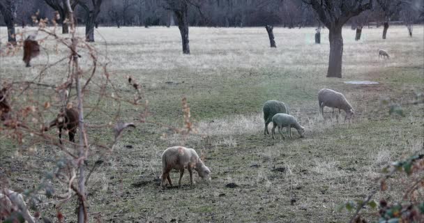 Birkák Bárányok Télen Füvet Esznek Mezőn Francia Alpok Hautes Alpok — Stock videók