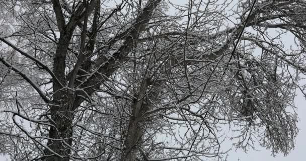 Χιόνι Πέφτει Κλαδιά Δέντρων Close View Ανάλυση Dci — Αρχείο Βίντεο