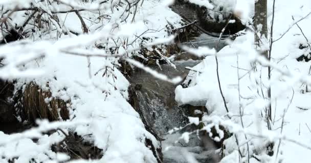 Ορεινός Ποταμός Ρέει Στο Χιονισμένο Δάσος Χειμώνα Στις Γαλλικές Άλπεις — Αρχείο Βίντεο
