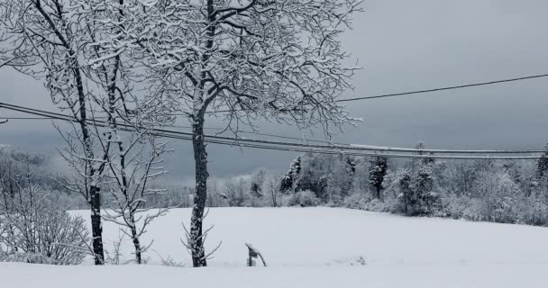 Снег Падающий Ветвей Деревьев Снежная Гора Зимой Французские Альпы Франция — стоковое видео