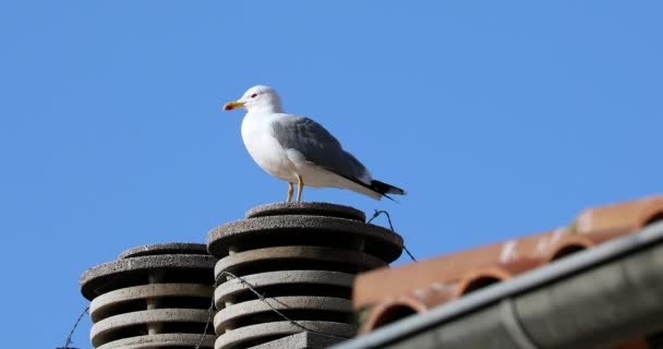 Möwe Steht Auf Dem Schornstein Auf Dem Dach Nahaufnahme Dci — Stockvideo