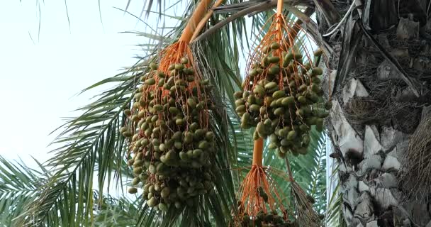 Bunch Dates Date Palm Groene Palmboom Vruchten Opknoping Close Bekijken — Stockvideo