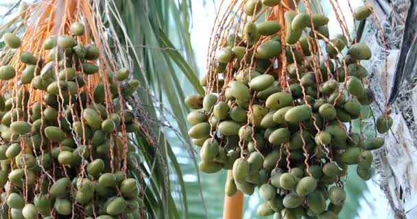 Date Palm Met Groene Onrijpe Data Fruit Groeit Langzaam Datum — Stockvideo