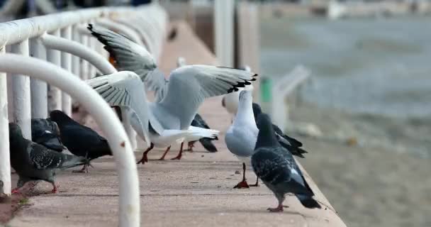 먹이를 갈매기와 비둘기들이 굶주리는 Promenade Des Anglais Nice French Riviera — 비디오