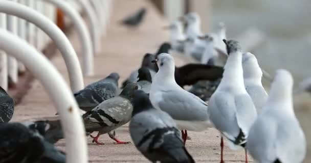 Muchas Aves Pidiendo Comida Gaviotas Palomas Pasan Hambre Paseo Marítimo — Vídeo de stock