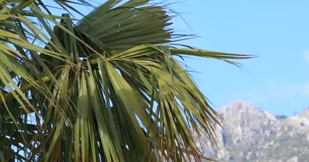 Palm Leaves Blue Sky Mountain Background Вигляд Зблизька Dci Resolution — стокове відео