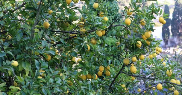 Όμορφο Λεμονόδεντρο Πολλά Φρούτα Λεμονιών Στα Κλαδιά Στη Bordighera Λιγουρία — Αρχείο Βίντεο