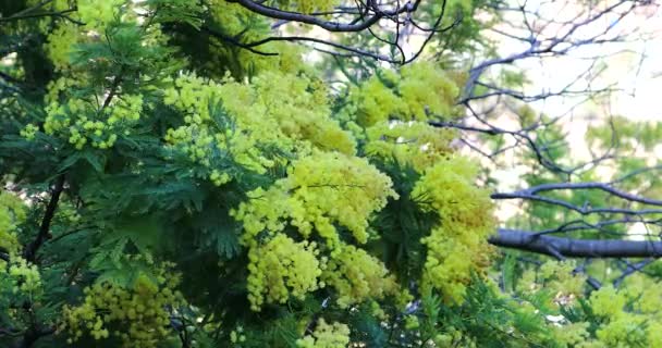 Blühende Zweige Von Mimosa Laub Und Gelbe Blüten Von Akazie — Stockvideo