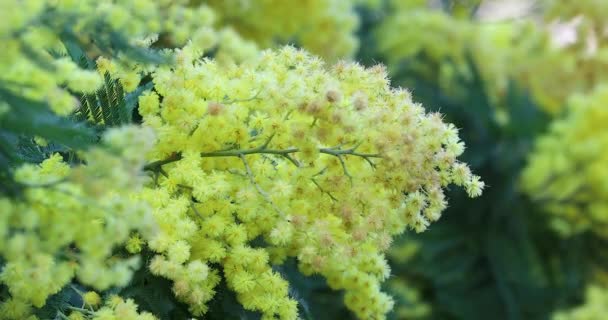 ミモザの花の枝 春のイースターの背景 葉と黄色のアカシアの花イタリアのボルディヘラにあるデアルバータ クローズアップビュー Dci 4Kビデオ — ストック動画