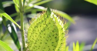 Gomphocarpus Fruticosus Meyvesi, Yumuşak Dikenli Kıllı Taşaklar (Asclepias Fruticosa, Balon Pamuk Bush), Güney Afrika 'ya özgü. Görüntüyü Kapat / Makro Çekim - Dci 4k Çözünürlük