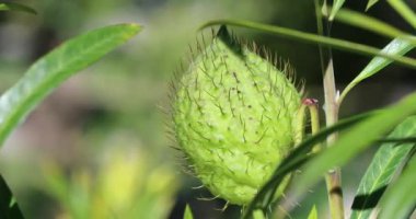 Gomphocarpus Fruticosus Fruit, Yumuşak Dikenli Kıllı Taşaklar (Asclepias Fruticosa, Balon Pamuk Bush), Güney Afrika 'ya özgü. Görüntüyü Kapat / Makro Çekim - Dci 4k Çözünürlük