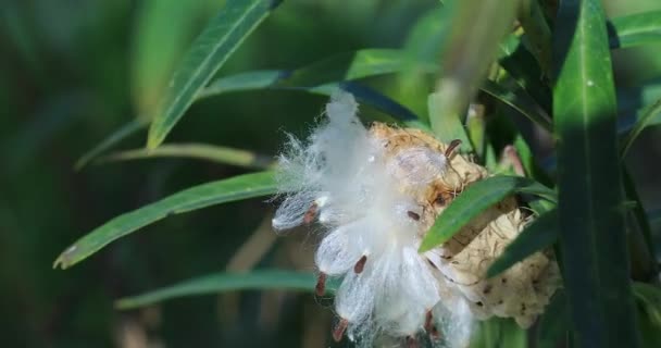 Milkweed Plant Seed Bursting Seed Pod Asclepias Fruticosa Balloon Cotton — Stock Video
