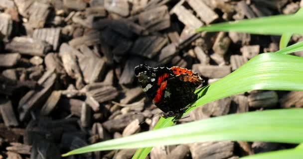 Krásný Červený Admirál Vanessa Atalanta Butterfly Leaf Pohled Zblízka Makro — Stock video