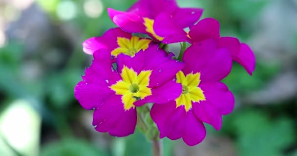 Primula Vulgaris Purple Yellow Primroses Flowers Close View Macro Shot — Stock Video