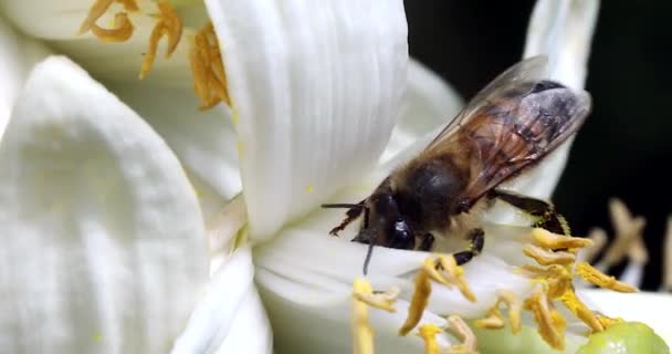 Медовая Пчела Собирает Нектар Белого Цветка Сделать Мед Муху Close — стоковое видео