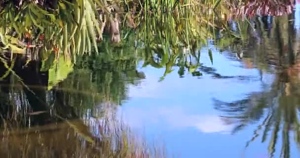 Reflektion Växter Blå Himmel Och Palm Träd Vatten Damm Menton — Stockvideo