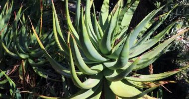 Aloe Africana (Uitenhage Aloe), Güney Afrika 'nın Doğu Cape Eyaleti' nden Aloe Santrali 'nin ağaç türleri. Görüntüyü Kapat - Dci 4k Videosu