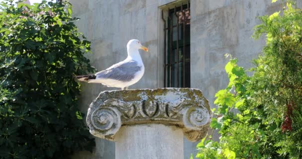 Uccello Gabbiano Piedi Sulle Rovine Colonna Ionica Nel Centro Storico — Video Stock