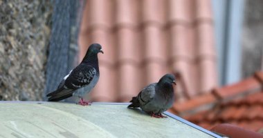 Bir evin çatısında güzel bir çift güvercin. Görüntüyü Kapat - Dci 4k Çözünürlüğü