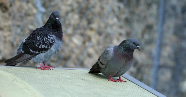 Een Paar Trotse Duiven Het Dak Van Een Huis Close — Stockvideo