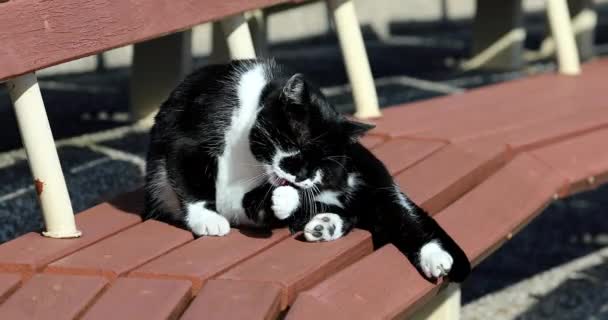 Εγχώρια Μαύρη Και Άσπρη Γάτα Καθαρίζεται Γάτα Γλείφει Πόδια Της — Αρχείο Βίντεο