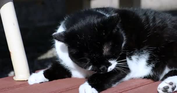 Siyah Beyaz Kedi Kendini Temizliyor Kedi Bir Bankta Uzanmış Dilleriyle — Stok video