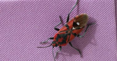 Pembe Kutuda Büyük Kundakçı (Pyrrhocoris Apterus) Böceği. Görüntüyü Kapat / Makro Çekim - DCi 4K Çözünürlüğü