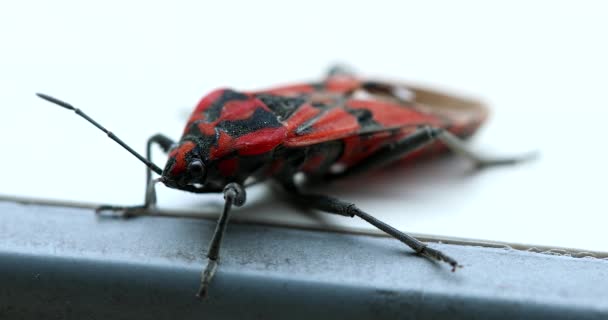 Firebug Head Antenna Close View Pyrrhocoris Apterus Insecto Rojo Negro — Vídeo de stock