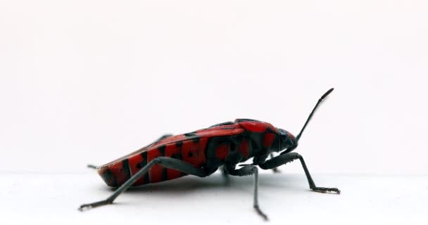 Firebug Pyrrhocoris Apterus Εντόμων Απομονώνονται Λευκό Φόντο Κόκκινο Και Μαύρο — Αρχείο Βίντεο