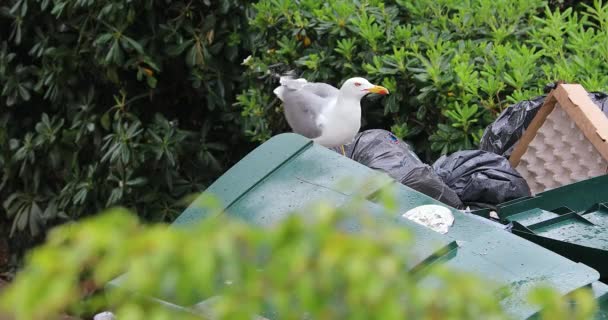 Seagull Scavenging Food Basbish Dumpster Inglés Vista Cerca Resolución Dci — Vídeo de stock