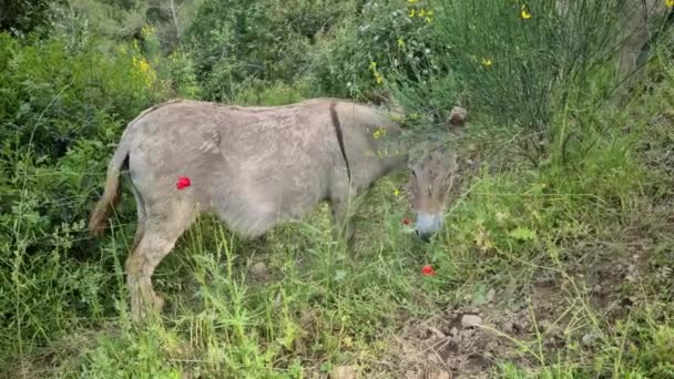 Hermoso Burro Pastando Montaña Costa Azul Francia Europa Vista Cerca — Vídeos de Stock