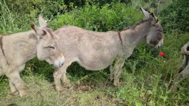 Prachtige Drie Ezels Wandelen Bergen Franse Rivièra Frankrijk Europa Close — Stockvideo