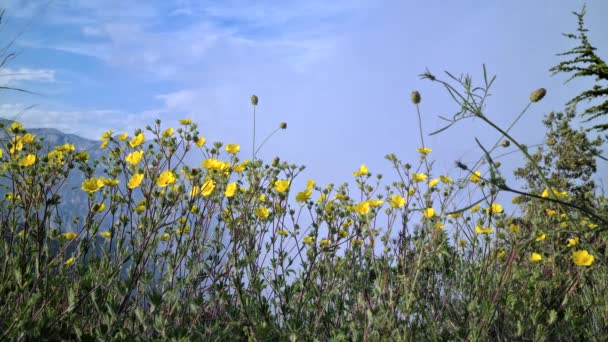 Žluté Květy Buttercup Mountain Ranunculus Montanus Mlhou Pozadí Francouzské Alpy — Stock video
