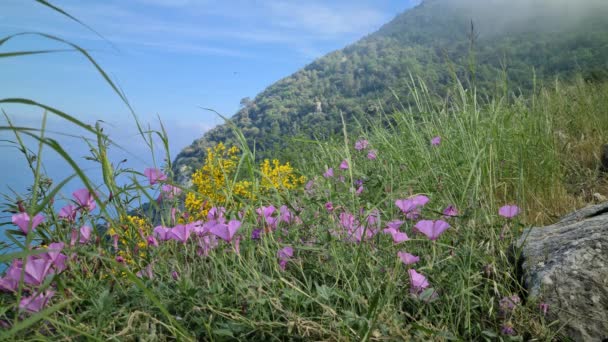 Pink Mountain Wildflowers Ipomoea Sagittata Seaside Alpes Maritimes Γαλλικές Άλπεις — Αρχείο Βίντεο