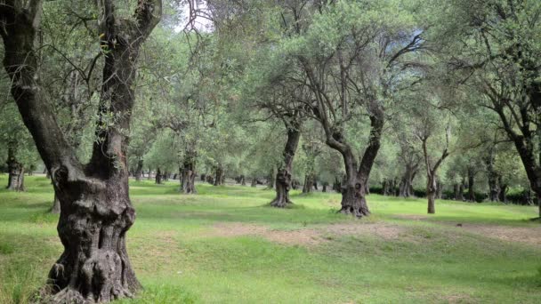 Güzel Zeytin Ağaçları Parkı Parc Departemental Pian Fransız Riviera Alpes — Stok video