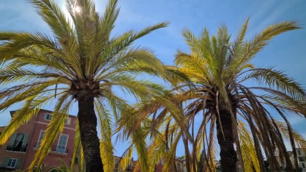 Sol Genom Palm Typiska Gamla Menton Hus Bakgrunden Franska Rivieran — Stockvideo