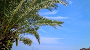 8K Palmiye Ağacı Menton 'da Mavi Gök Dalları Fransız Rivierası, Alpes Denizcilik, Fransa, Avrupa - 8K UHD (76804320)