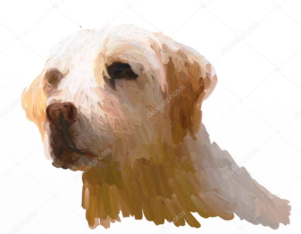 Oil Painting Dog Head on White Background - Drawing Portrait of Fawn Labrador 