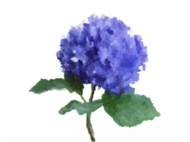 Beyaz Arkaplanda Yağlı Boyama Ortancası - Mavi Ortanca Çiçeği Çizimi 