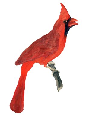 Beyaz Arkaplanda Kırmızı Kardinal Yağlı Boyama - Kuş Portresi