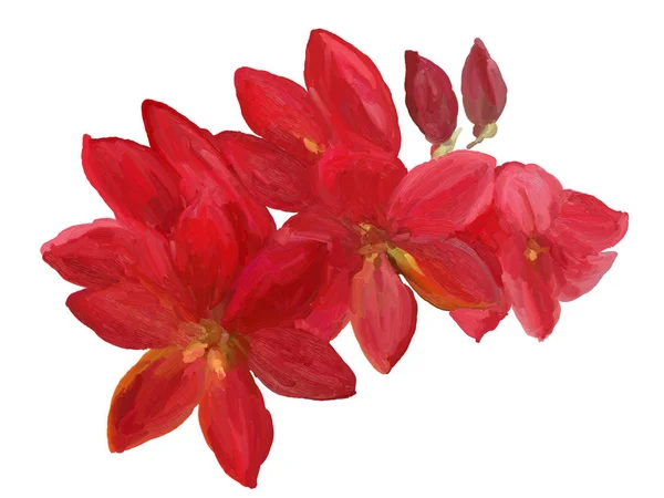 Pintura Óleo Camélias Sobre Fundo Branco Desenho Flores Vermelhas — Fotografia de Stock